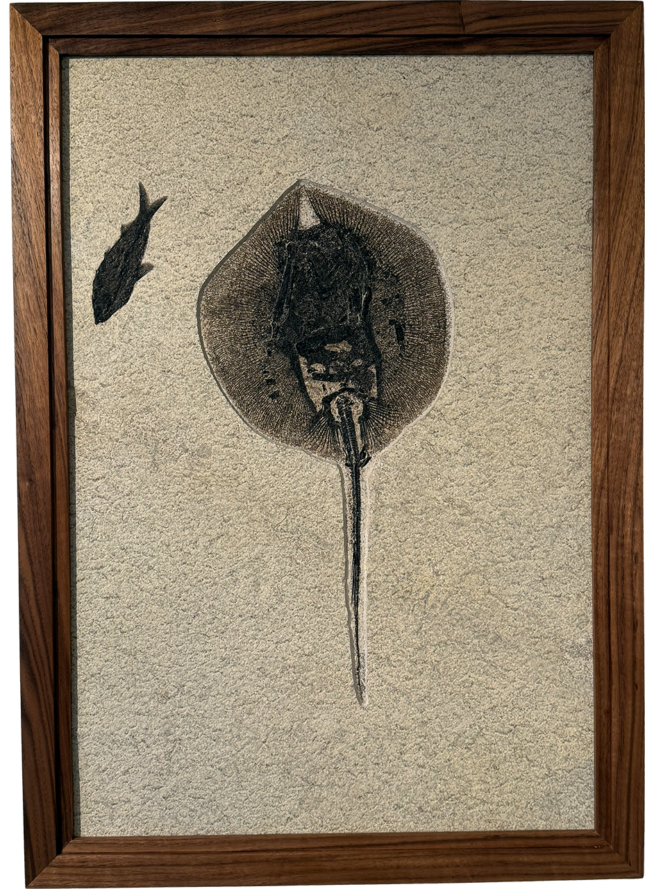 Stingray Fossil (Heliobatis radians) – Wyoming Stingray Fossil (Heliobatis radians) – Wyoming