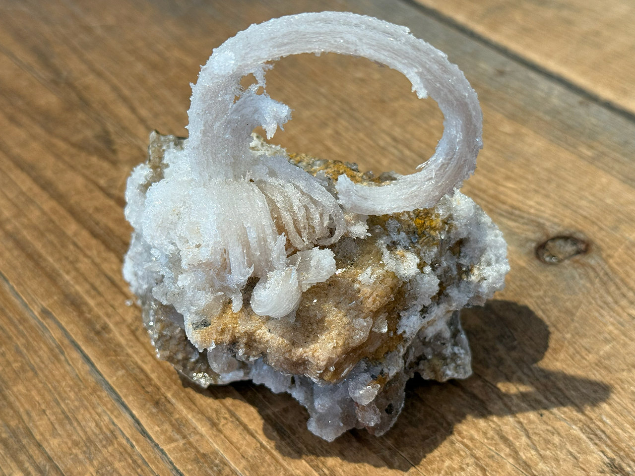 Rams Head Gypsum Specimen - Morocco Rams Head Gypsum Specimen - Morocco