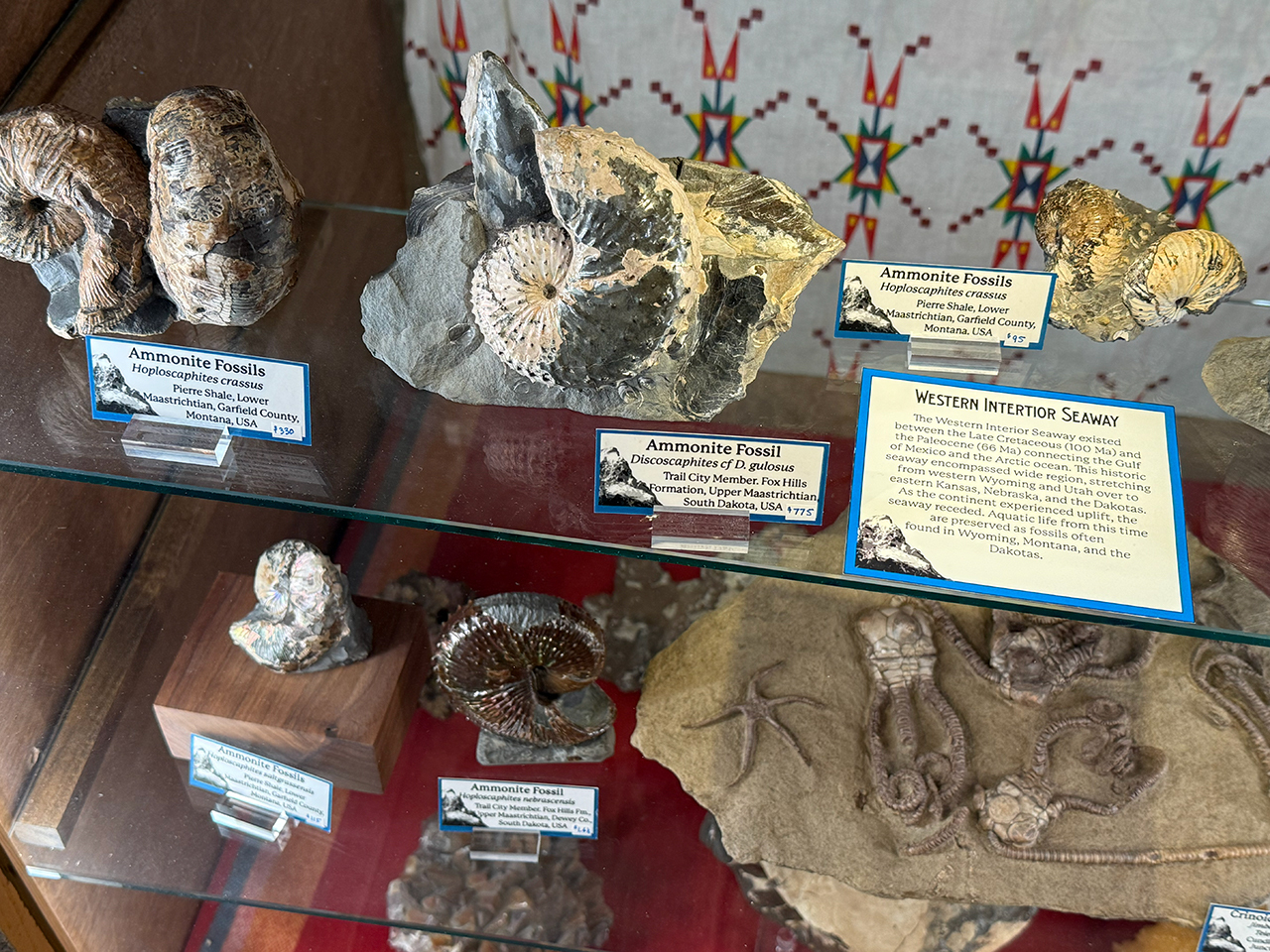 Western Interior Seaway Fossils Western Interior Seaway Fossils