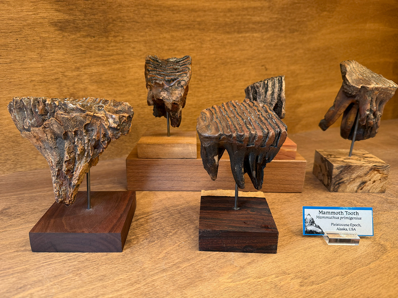 Woolly Mammoth Teeth Woolly Mammoth Teeth